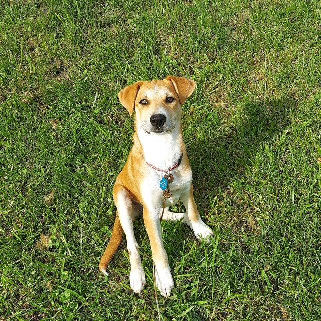 Enlarge **LAVENDAR**, a Adoptable mixed breed in North Prairie, WI image 2/3