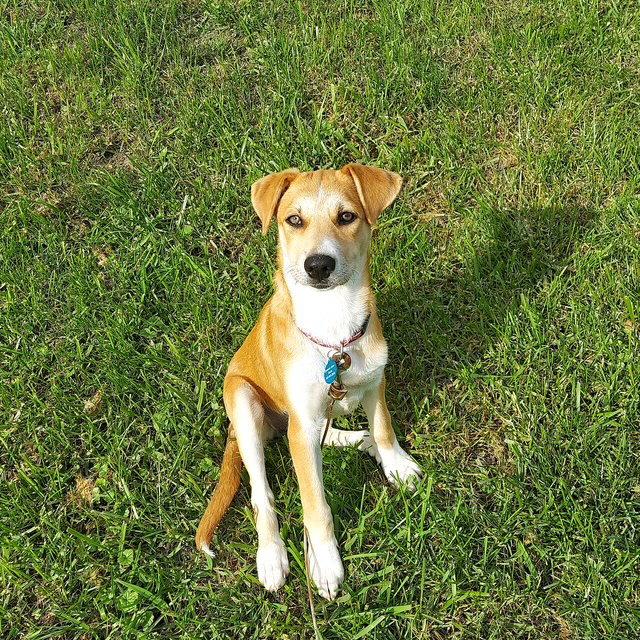 Enlarge **LAVENDAR**, a Adoptable mixed breed in North Prairie, WI image 3/3