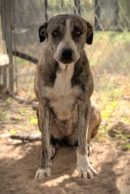 Poppy, a Adoptable Mixed Breed in Buchanan Dam, TX image 1/2