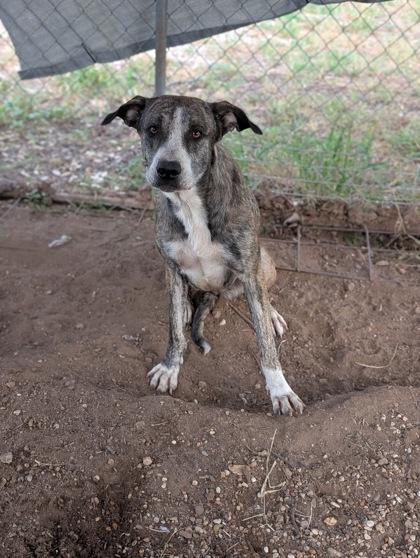 Poppy, a Adoptable Mixed Breed in Buchanan Dam, TX image 2/2