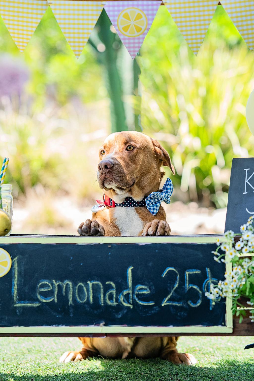 Dan Tana is a superstar