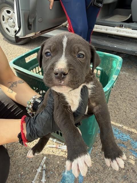 Casper, Adoptable, Young Male Mixed Breed.