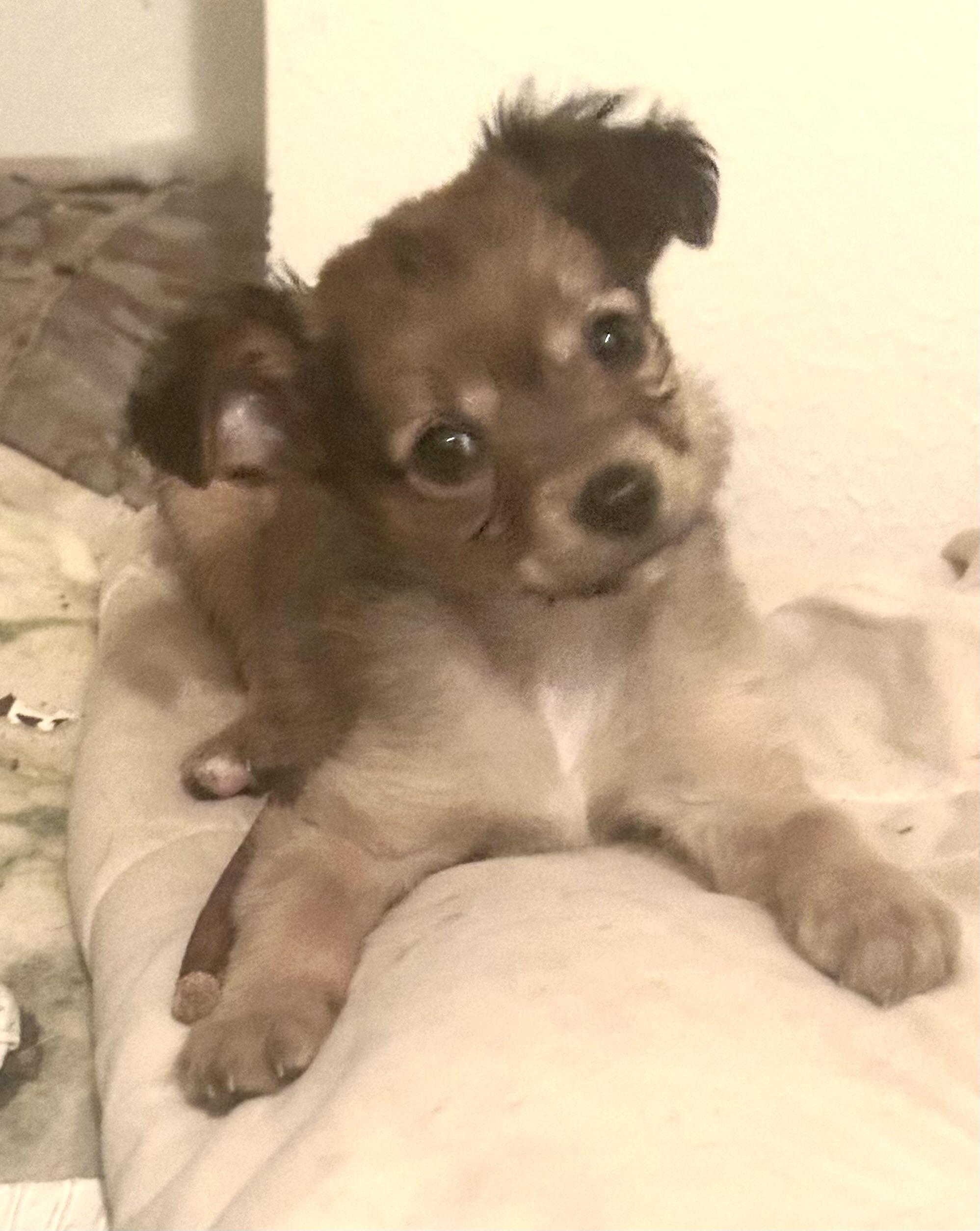 Sawyer — thumbnail 2