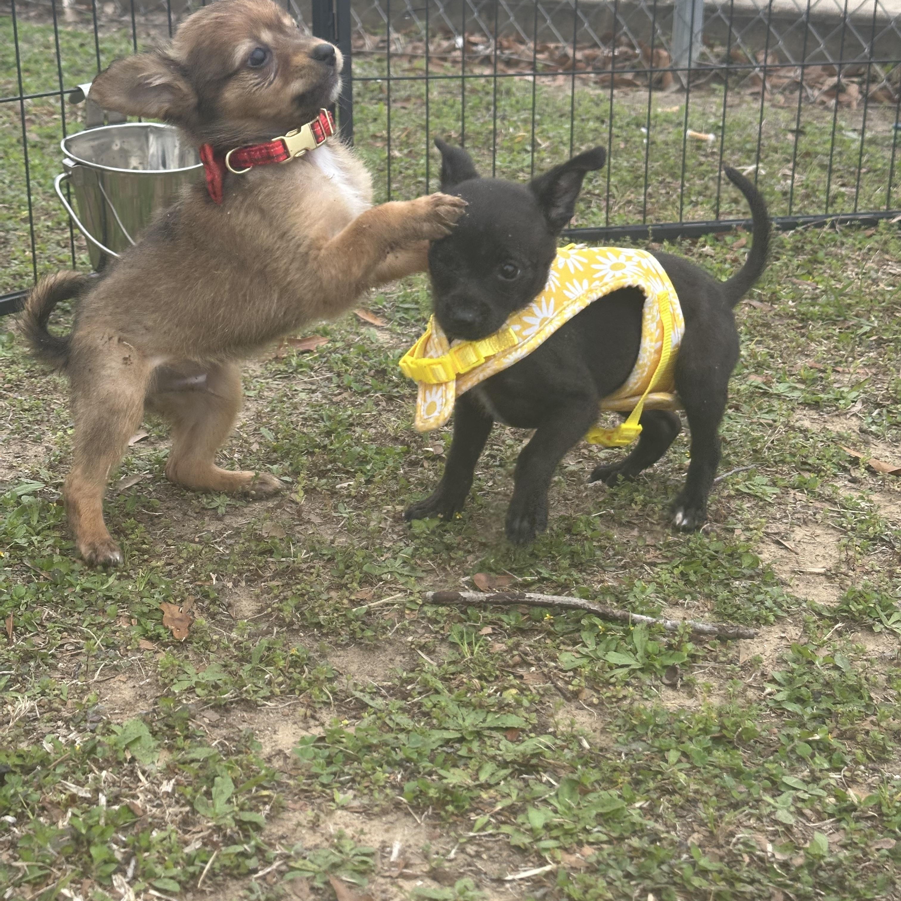 Sawyer — thumbnail 3