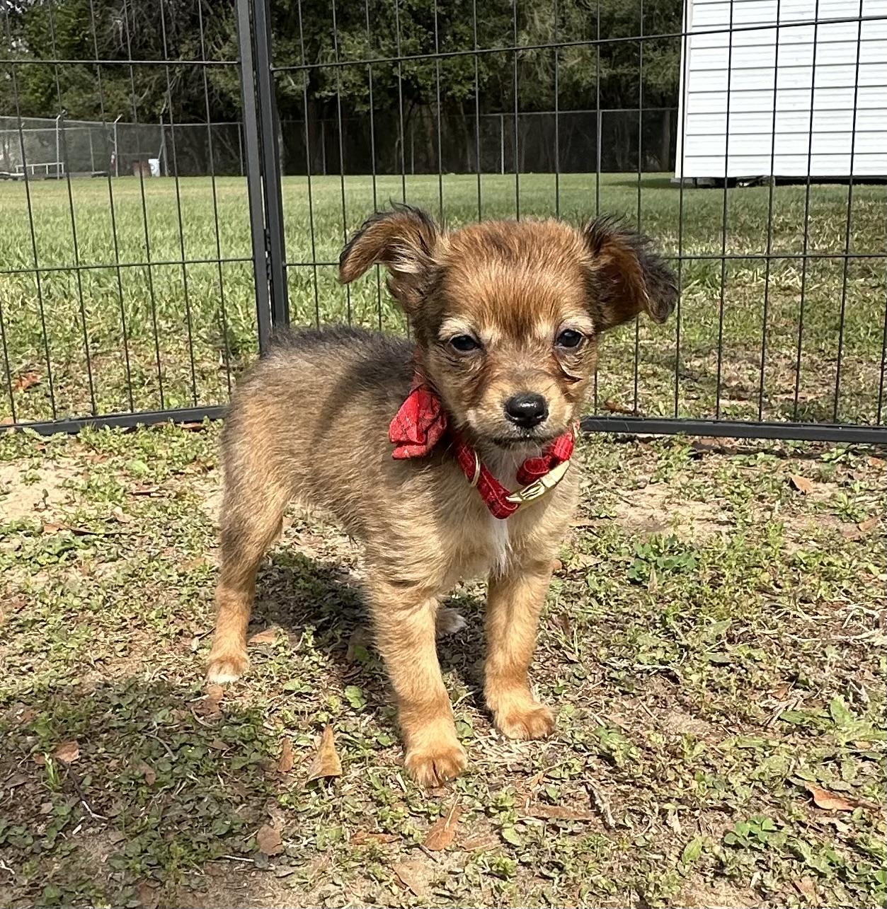 Sawyer — thumbnail 5