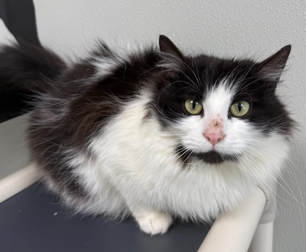 Moo, ADOPTABLE, Young Female Domestic Long Hair.
