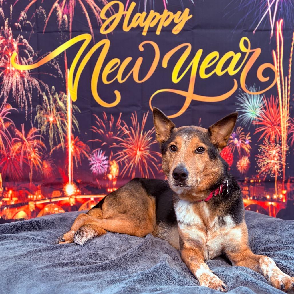 Enlarge Elvin, an adoptable mixed breed in Fenton, MI image 1/3