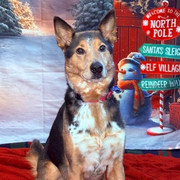 Enlarge Elvin, an adoptable mixed breed in Fenton, MI image 3/3