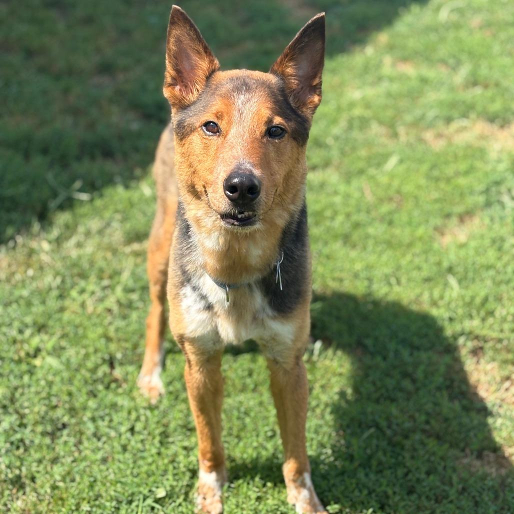 Enlarge Elvin, an adoptable mixed breed in Fenton, MI image 2/3