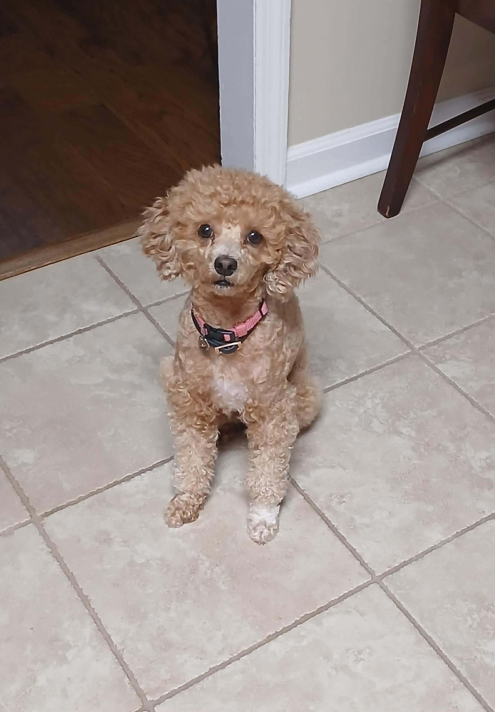 Enlarge Nyla, an adopted mixed breed in Crystal Lake, IL image 2/3