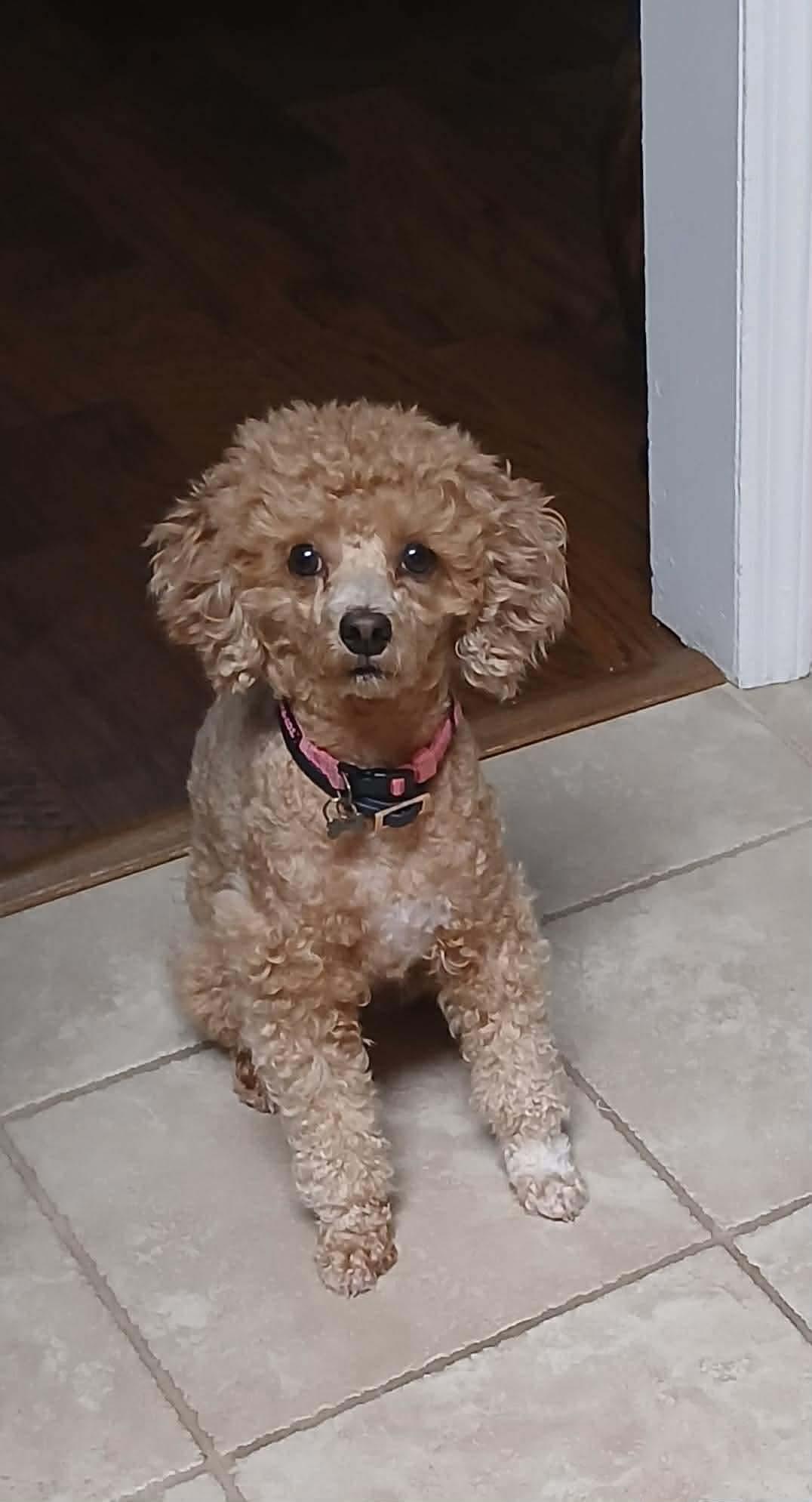 Enlarge Nyla, an adopted mixed breed in Crystal Lake, IL image 1/3