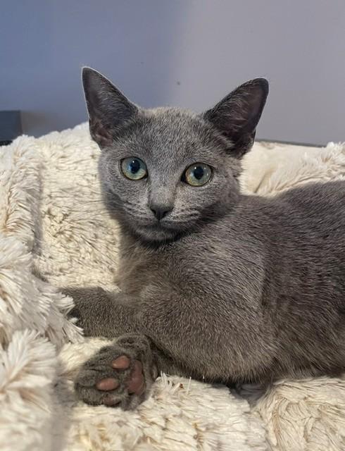 Juni (LE), adopted, Kitten Female Domestic Short Hair.