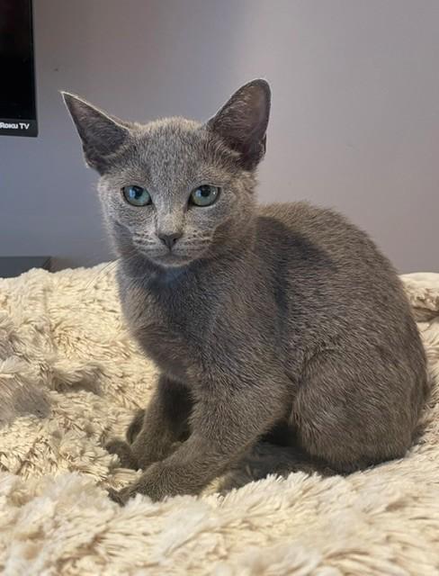 Enlarge Juni (LE), an adopted Domestic Short Hair in Little Falls, NJ image 2/2