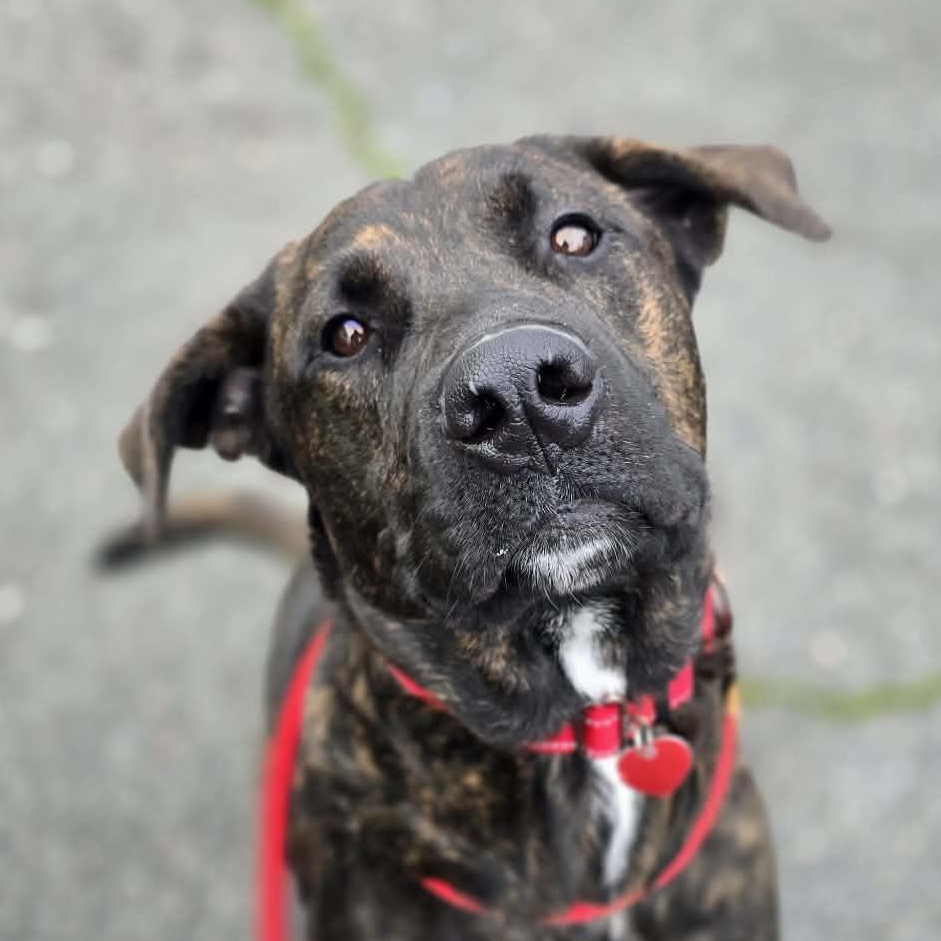 Twigglet, a ADOPTABLE mixed breed in Grants Pass, OR image 2/4