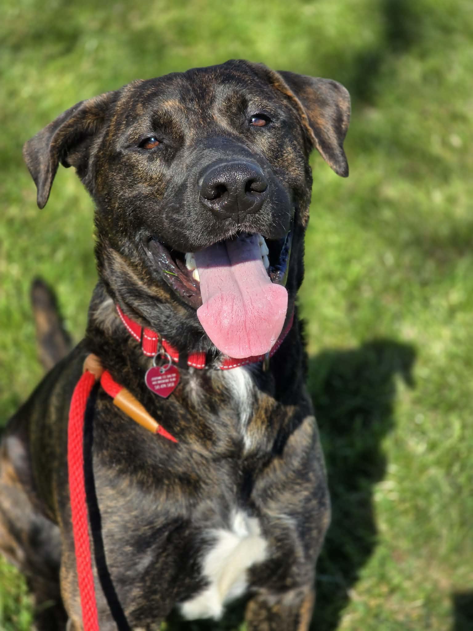 Twigglet, a ADOPTABLE mixed breed in Grants Pass, OR image 1/4