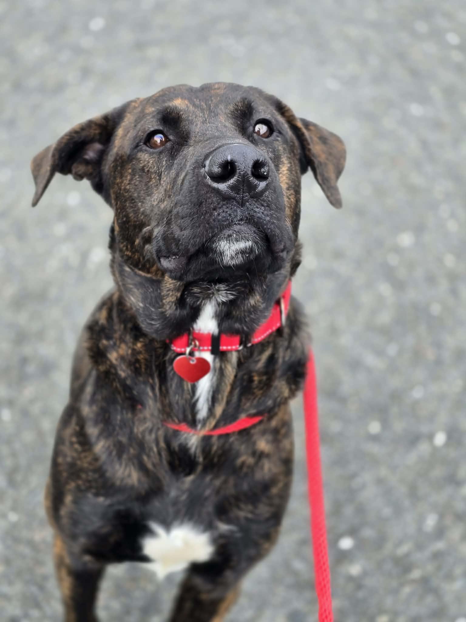 Twigglet, a ADOPTABLE mixed breed in Grants Pass, OR image 3/4