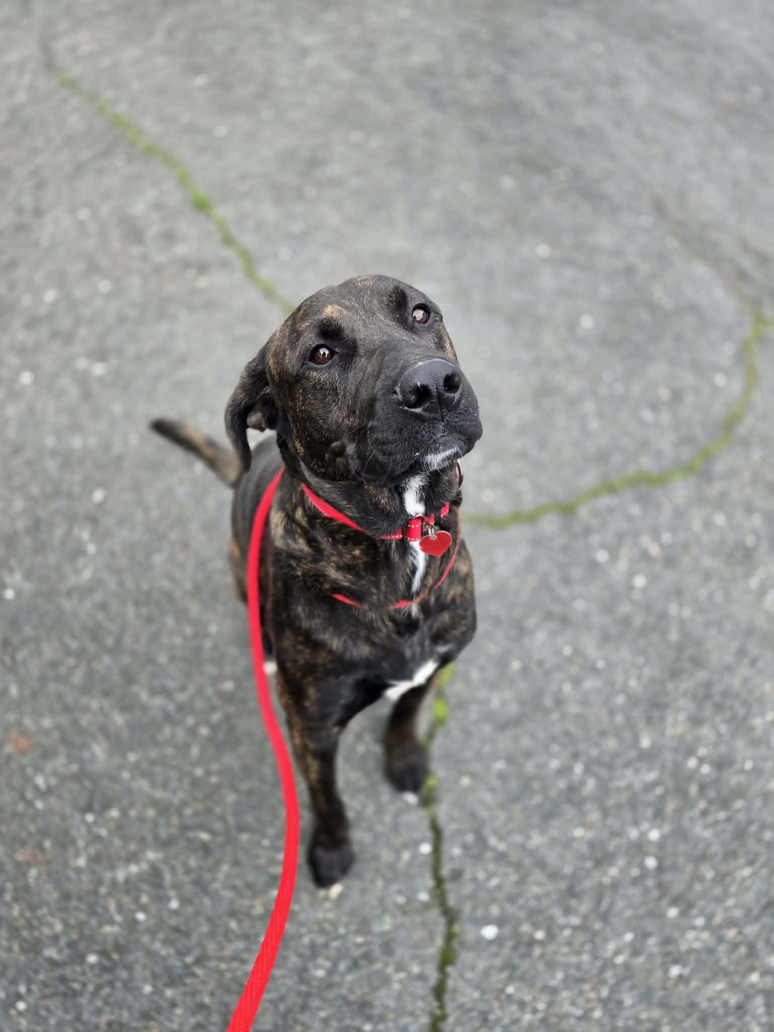 Twigglet, a ADOPTABLE mixed breed in Grants Pass, OR image 4/4