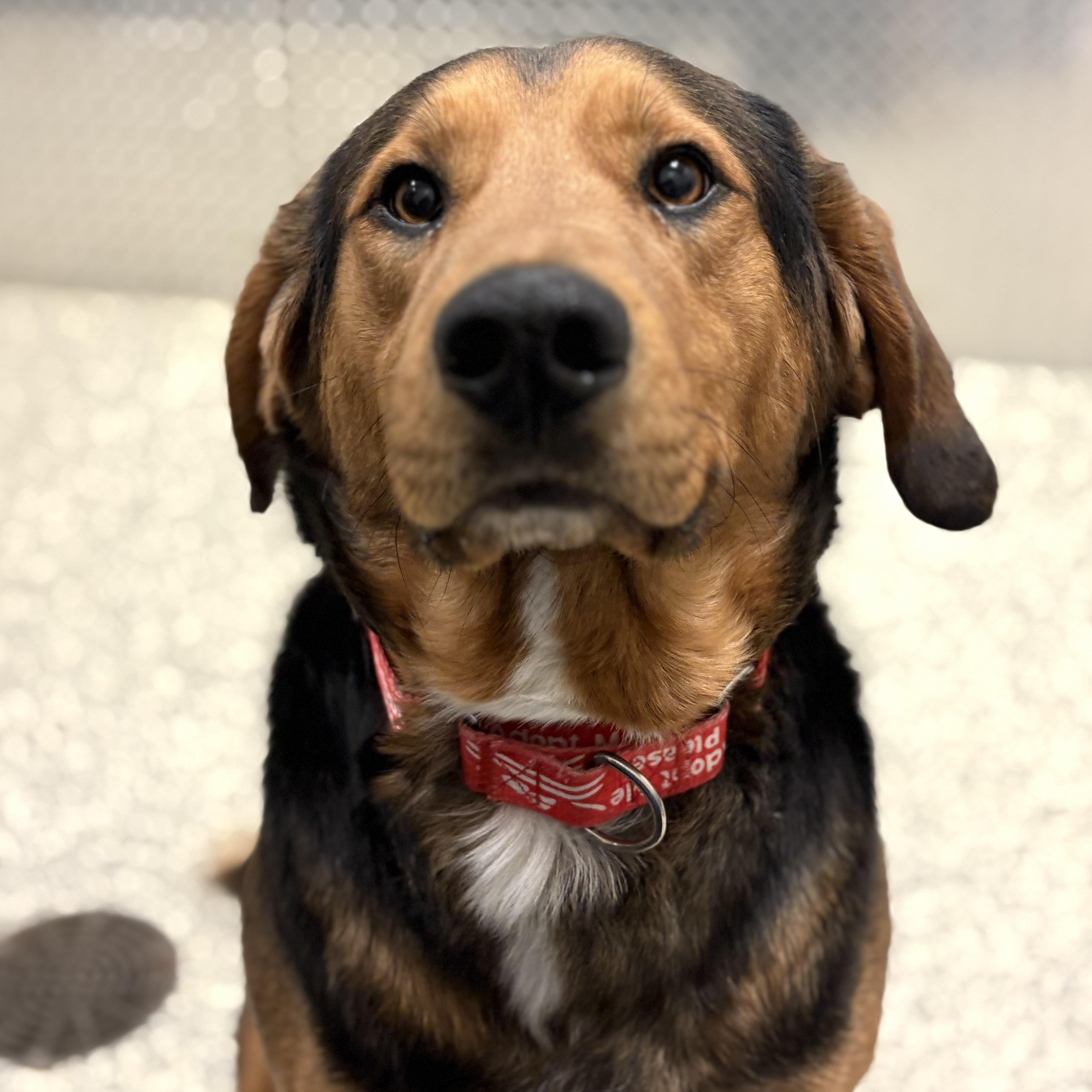 Enlarge Archer, an adoptable mixed breed in Monroe, OH image 1/1