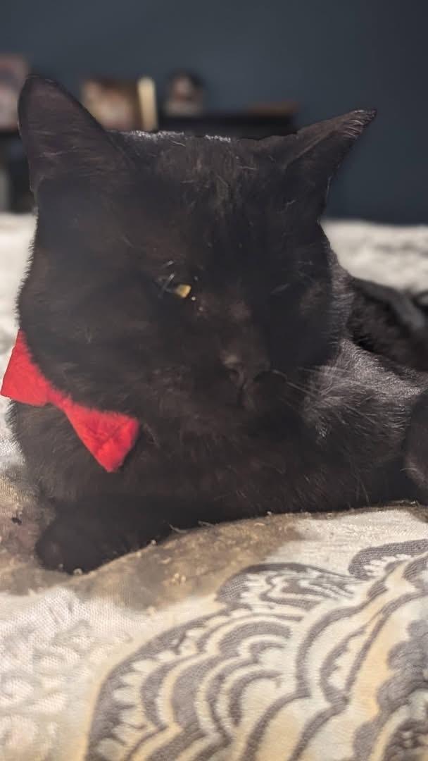 Enlarge Godzilla, a ADOPTABLE Domestic Short Hair in Ontario, NY image 3/4