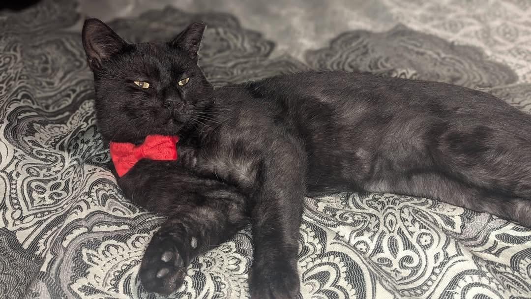 Enlarge Godzilla, a ADOPTABLE Domestic Short Hair in Ontario, NY image 1/4