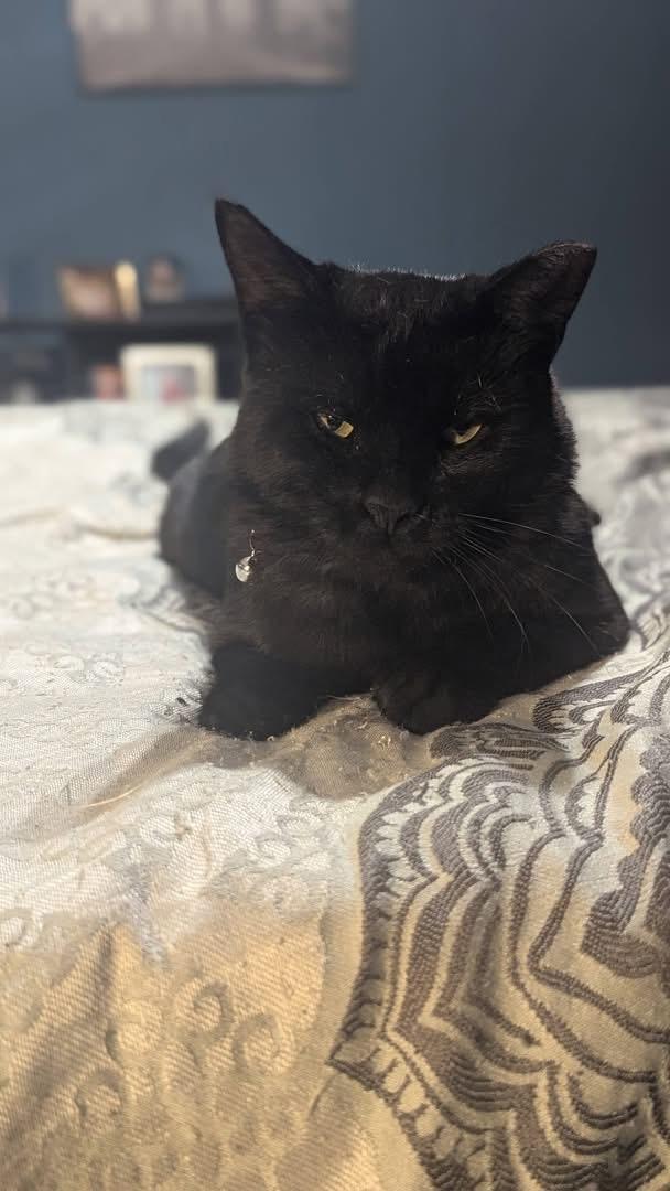 Enlarge Godzilla, a ADOPTABLE Domestic Short Hair in Ontario, NY image 4/4