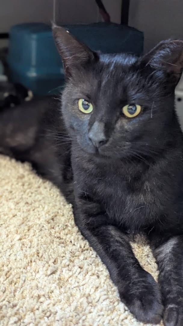 Enlarge Godzilla, a ADOPTABLE Domestic Short Hair in Ontario, NY image 2/4