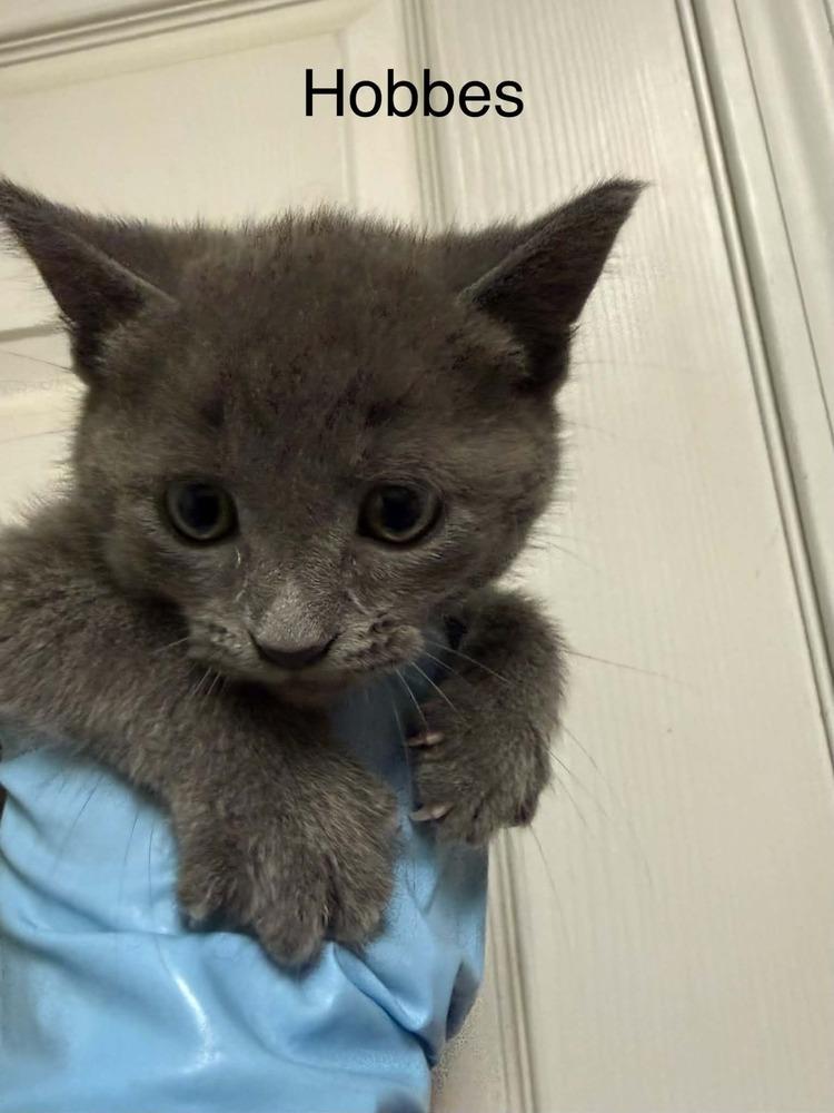 Hobbes, Adopted, Kitten Male Domestic Short Hair.