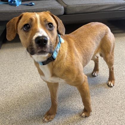 Enlarge Gretel, a ADOPTABLE Mixed Breed in Lansing, MI image 1/1