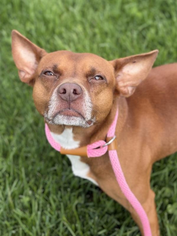 Enlarge Chaos, a Adoptable mixed breed in Lancaster, OH image 2/2