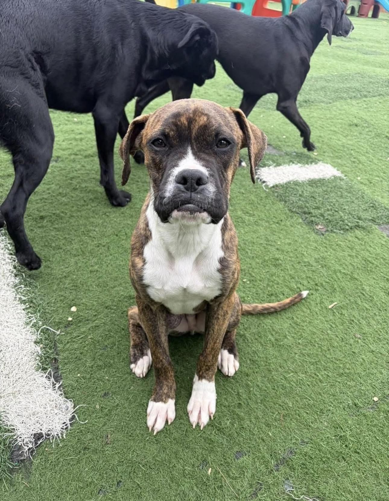 Carter, an adopted mixed breed in Kutztown, PA image 1/4