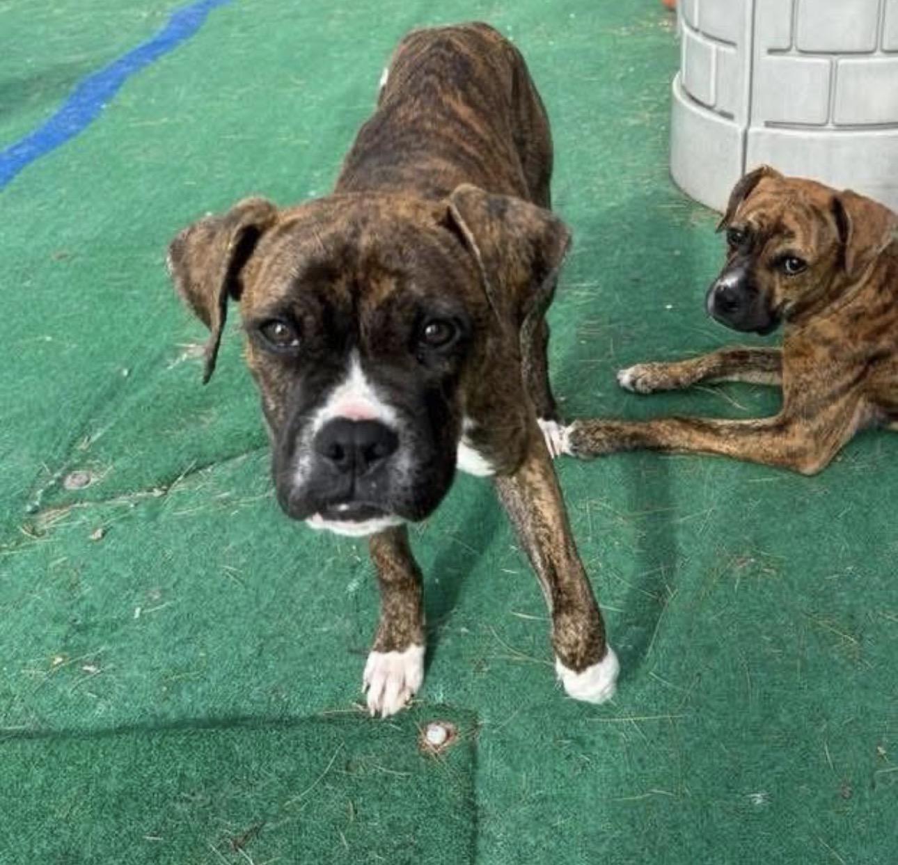 Carter, an adopted mixed breed in Kutztown, PA image 2/4