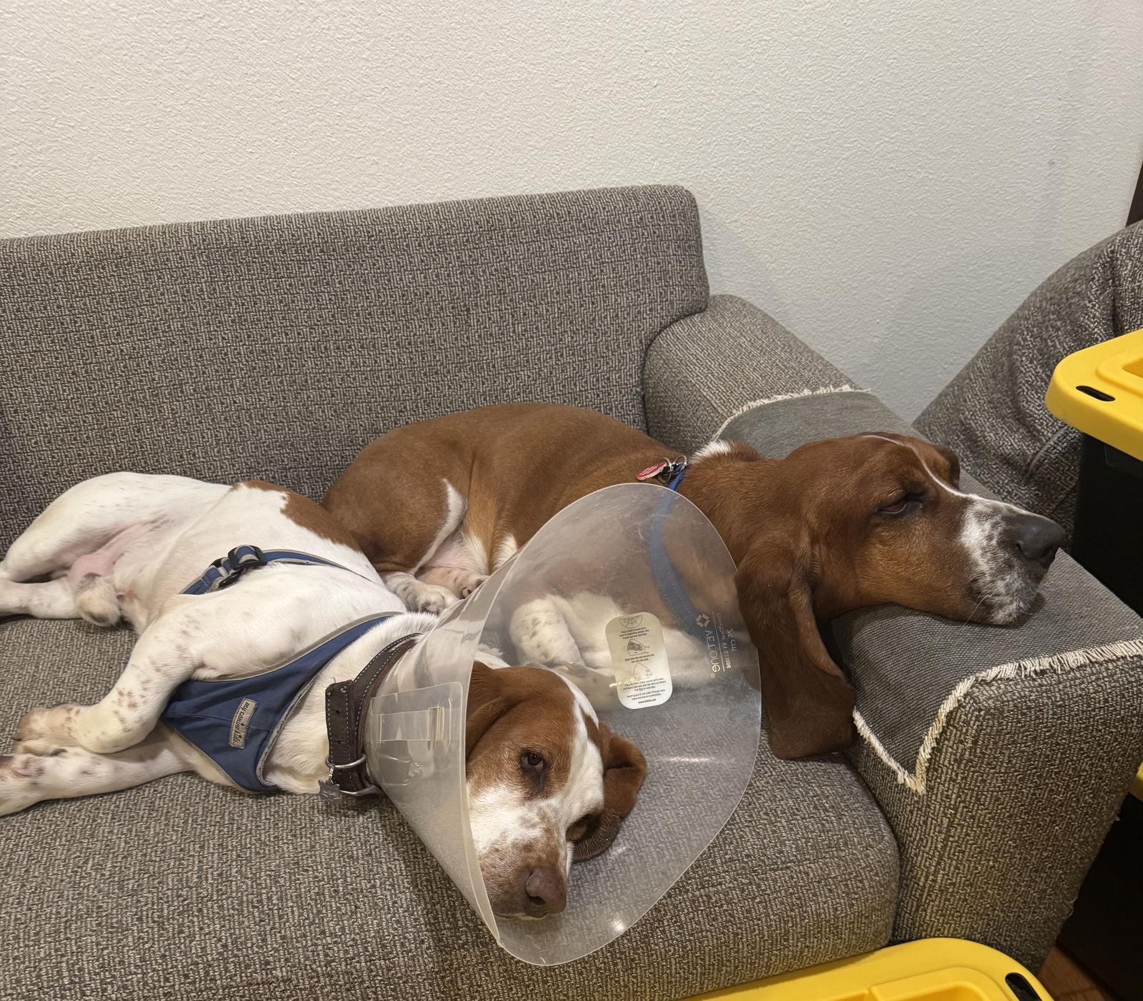 Wallen aka Wally, Adoptable, Adult Male Basset Hound.