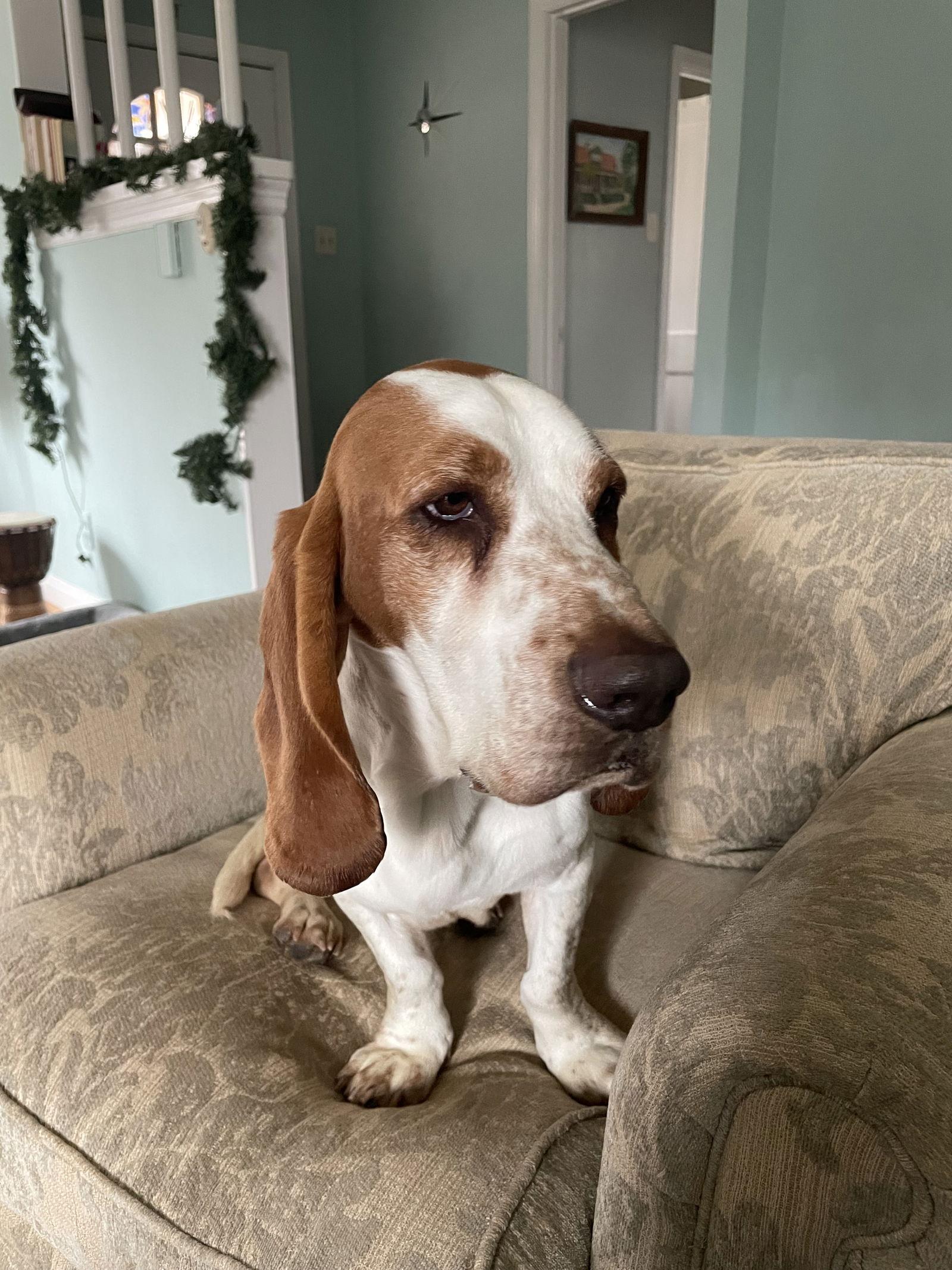 Enlarge Wallen aka Wally, a Adoptable Basset Hound in Grapevine, TX image 1/2