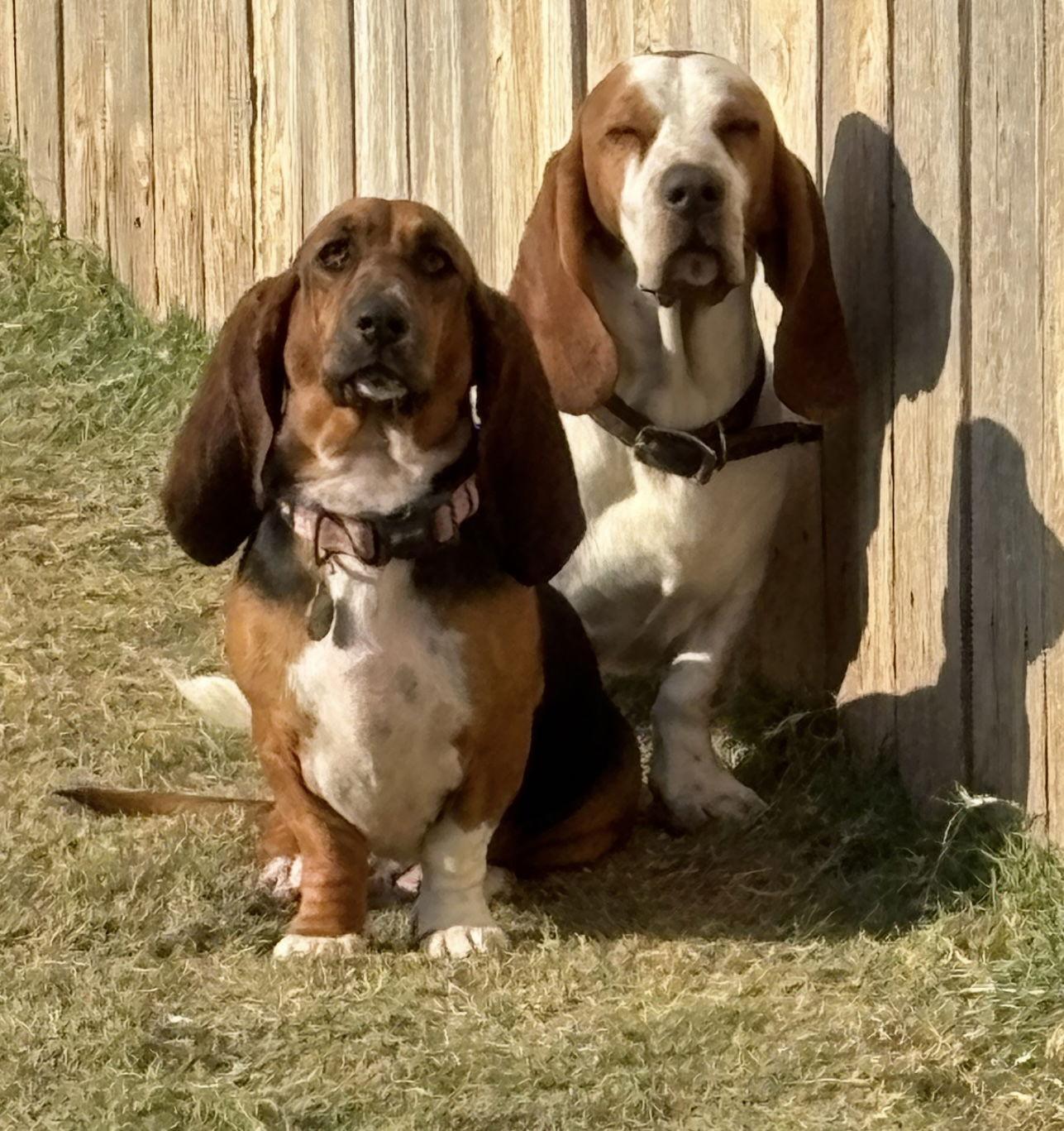 Enlarge Wallen aka Wally, a Adoptable Basset Hound in Grapevine, TX image 2/2