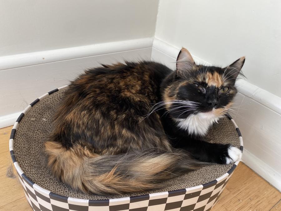 Enlarge Taylor, a Adoptable Calico in Mountain View, CA image 1/4