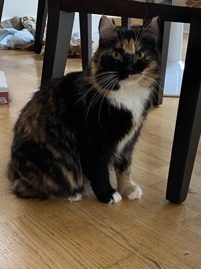 Taylor, a Adoptable Calico in Mountain View, CA image 2/4