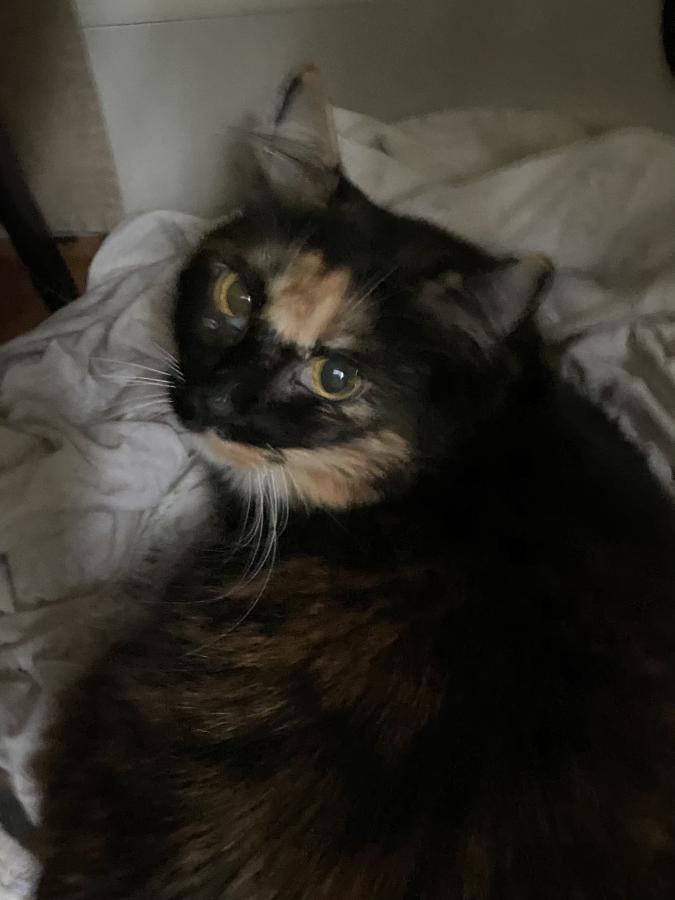 Enlarge Taylor, a Adoptable Calico in Mountain View, CA image 3/4