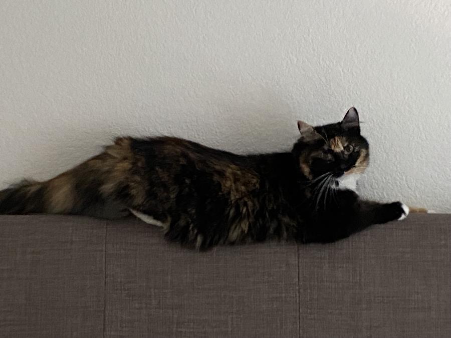 Taylor, a Adoptable Calico in Mountain View, CA image 3/4