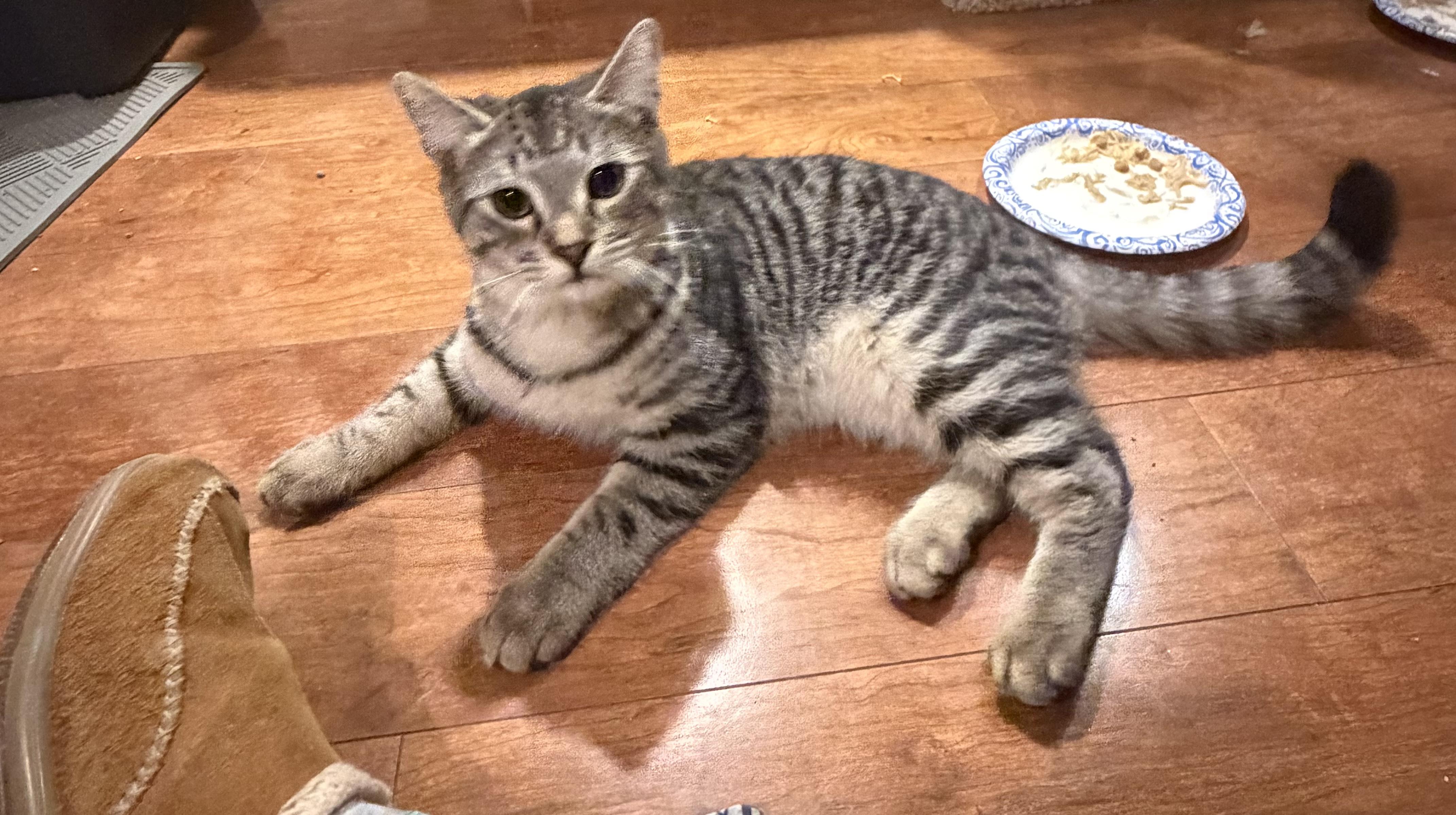 Enlarge Telly, a ADOPTABLE Domestic Short Hair in Williamsville, NY image 1/2