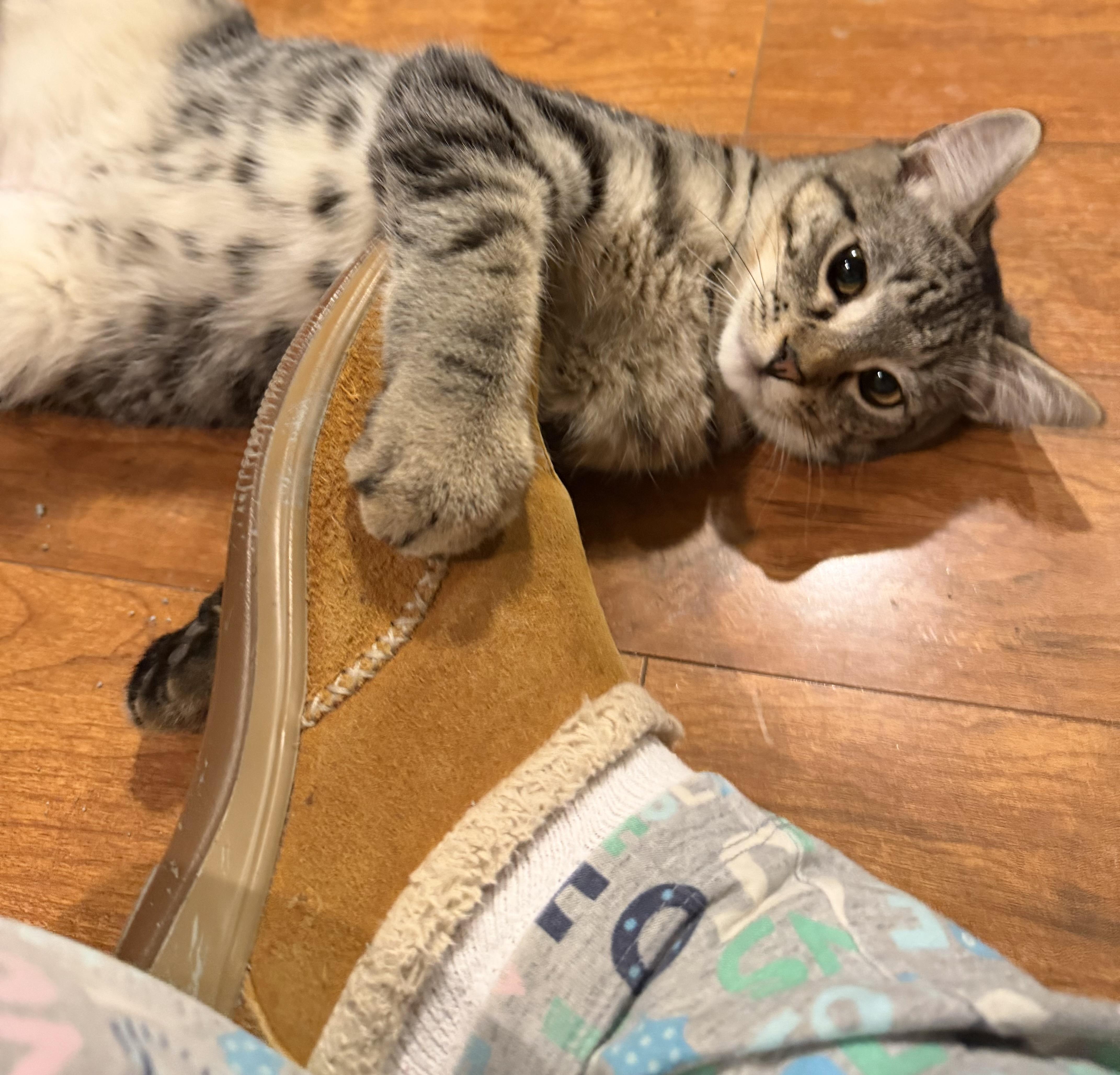 Enlarge Telly, a ADOPTABLE Domestic Short Hair in Williamsville, NY image 2/2