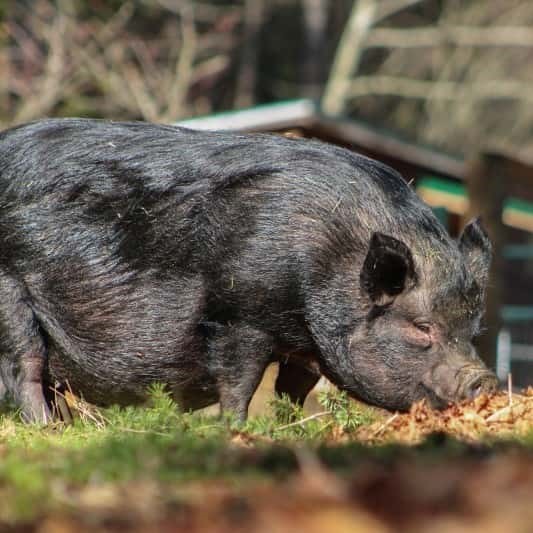 Enlarge Violet, a Adoptable Pot Bellied in Sultan, WA image 1/6