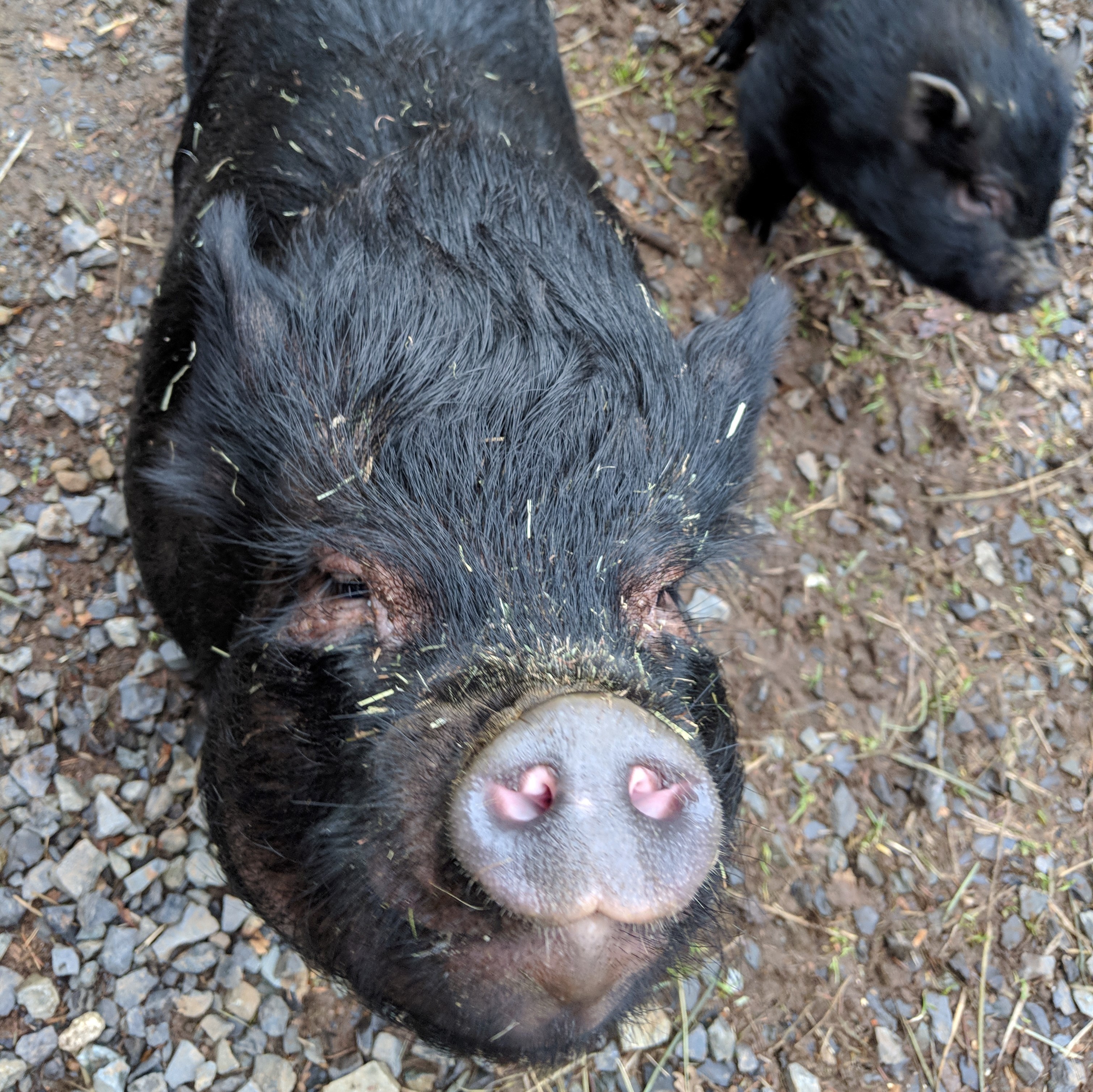 Enlarge Violet, a Adoptable Pot Bellied in Sultan, WA image 2/6