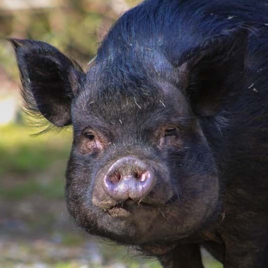 Enlarge Violet, a Adoptable Pot Bellied in Sultan, WA image 3/6