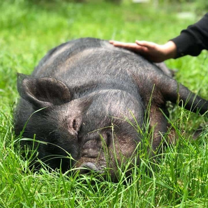 Enlarge Violet, a Adoptable Pot Bellied in Sultan, WA image 4/6
