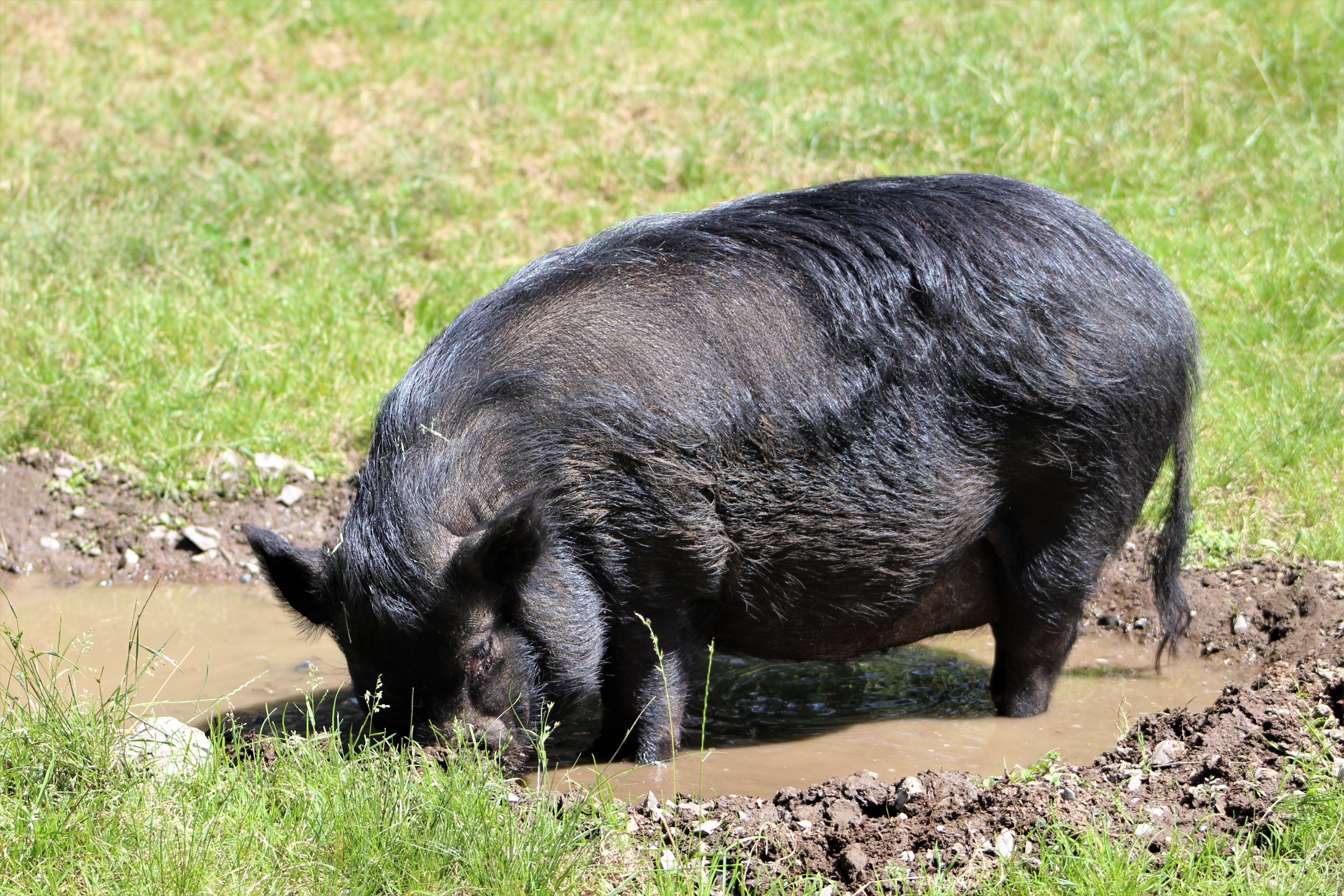 Enlarge Violet, a Adoptable Pot Bellied in Sultan, WA image 6/6