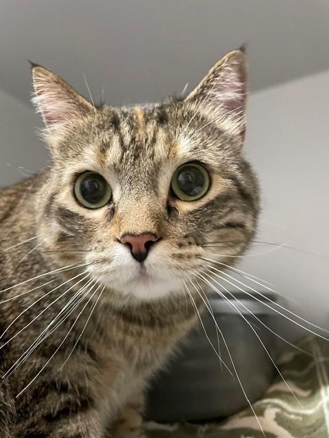 Tig, ADOPTABLE, Adult Female Domestic Short Hair.