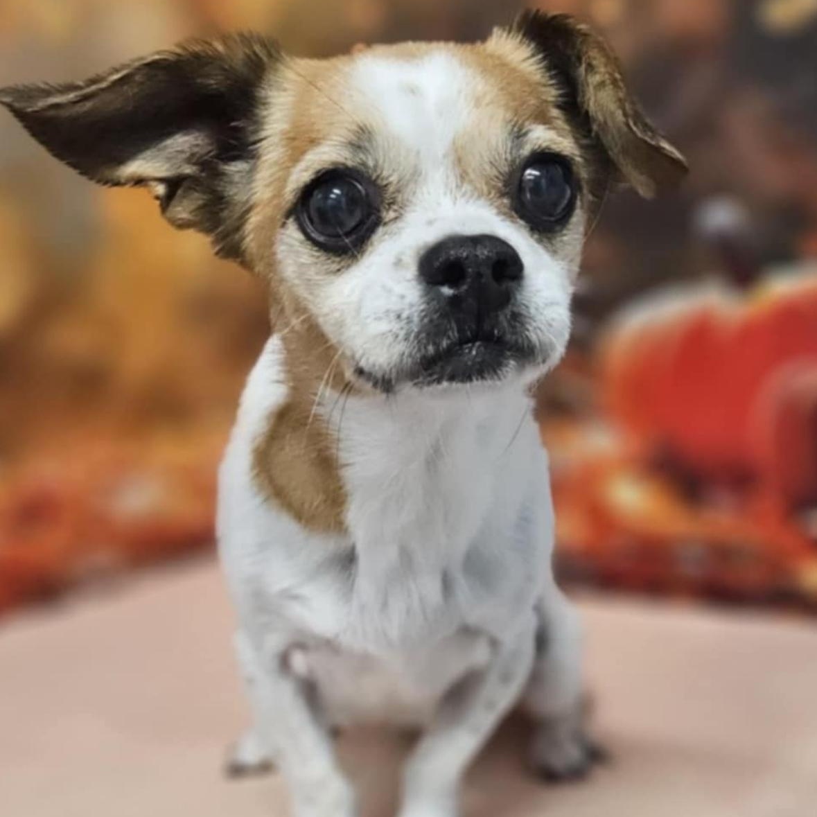 Everly, an adopted Chihuahua & Pekingese Mix in Hamilton , NJ_image-1