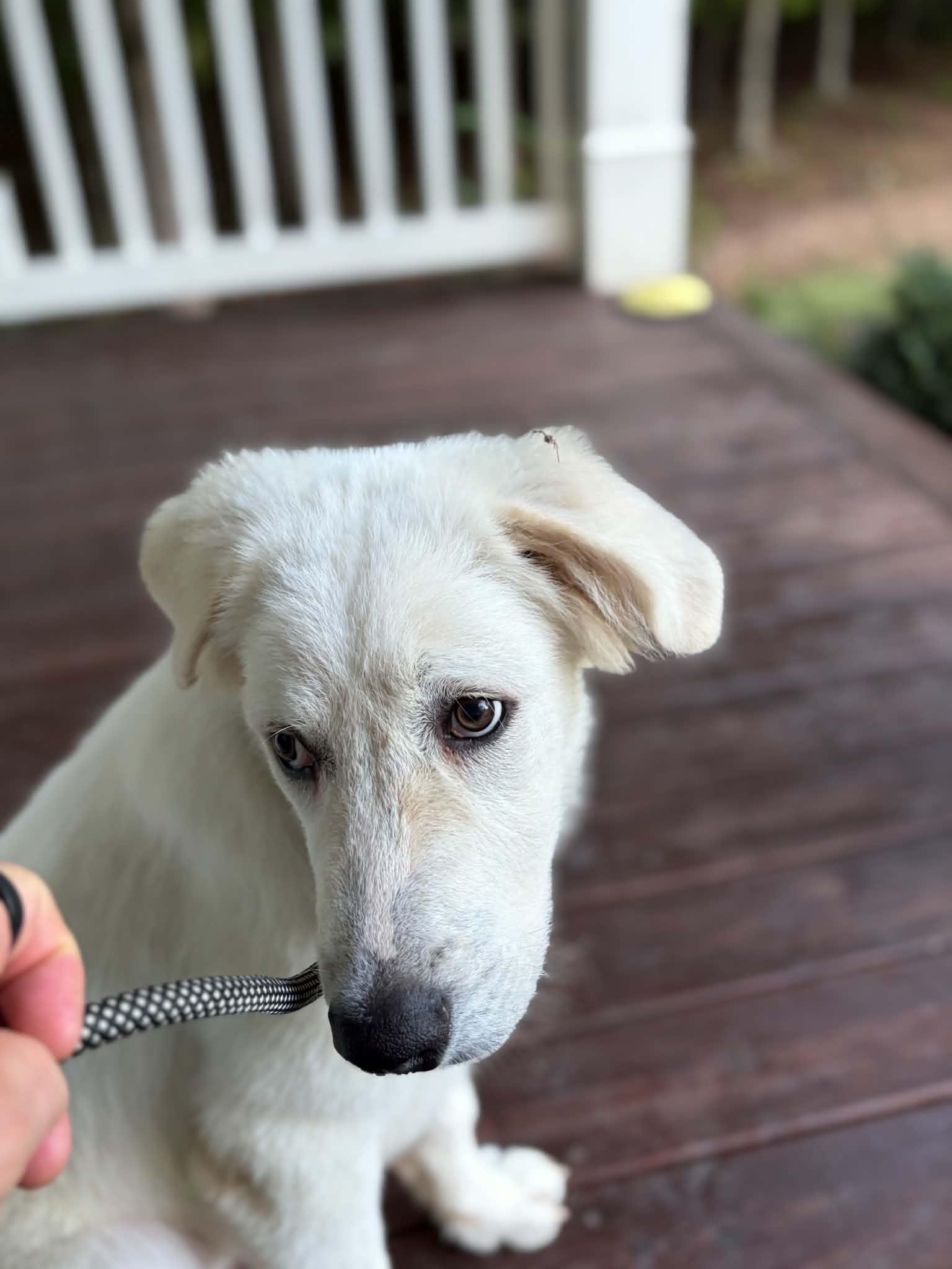 Enlarge Bondi, a Adoptable mixed breed in Cumming, GA image 4/6