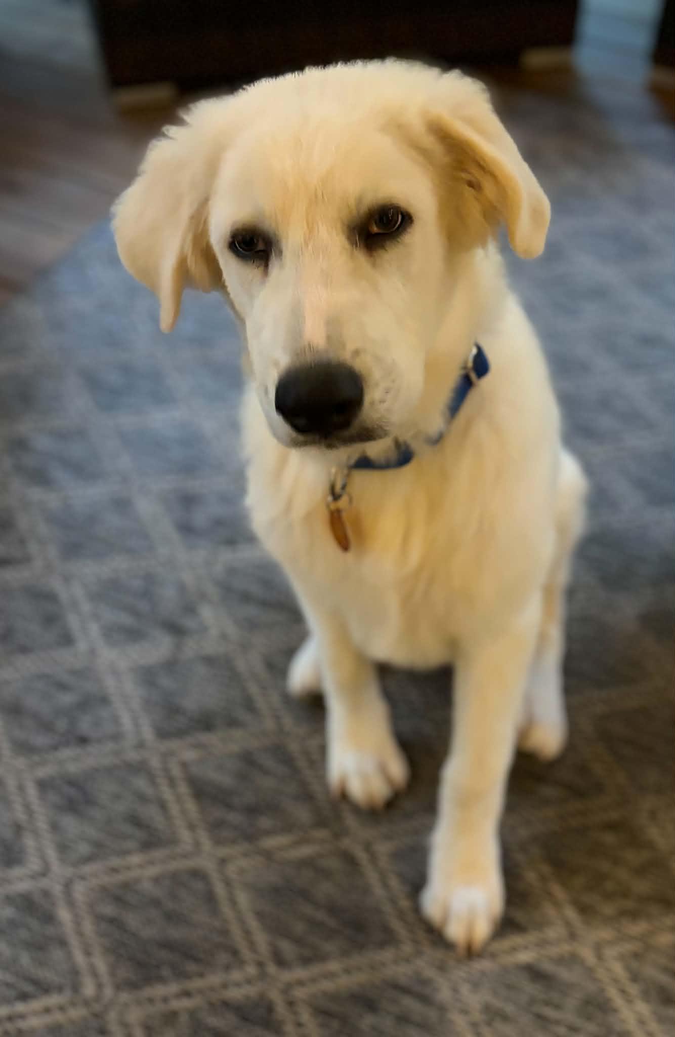 Enlarge Bondi, a Adoptable mixed breed in Cumming, GA image 2/6