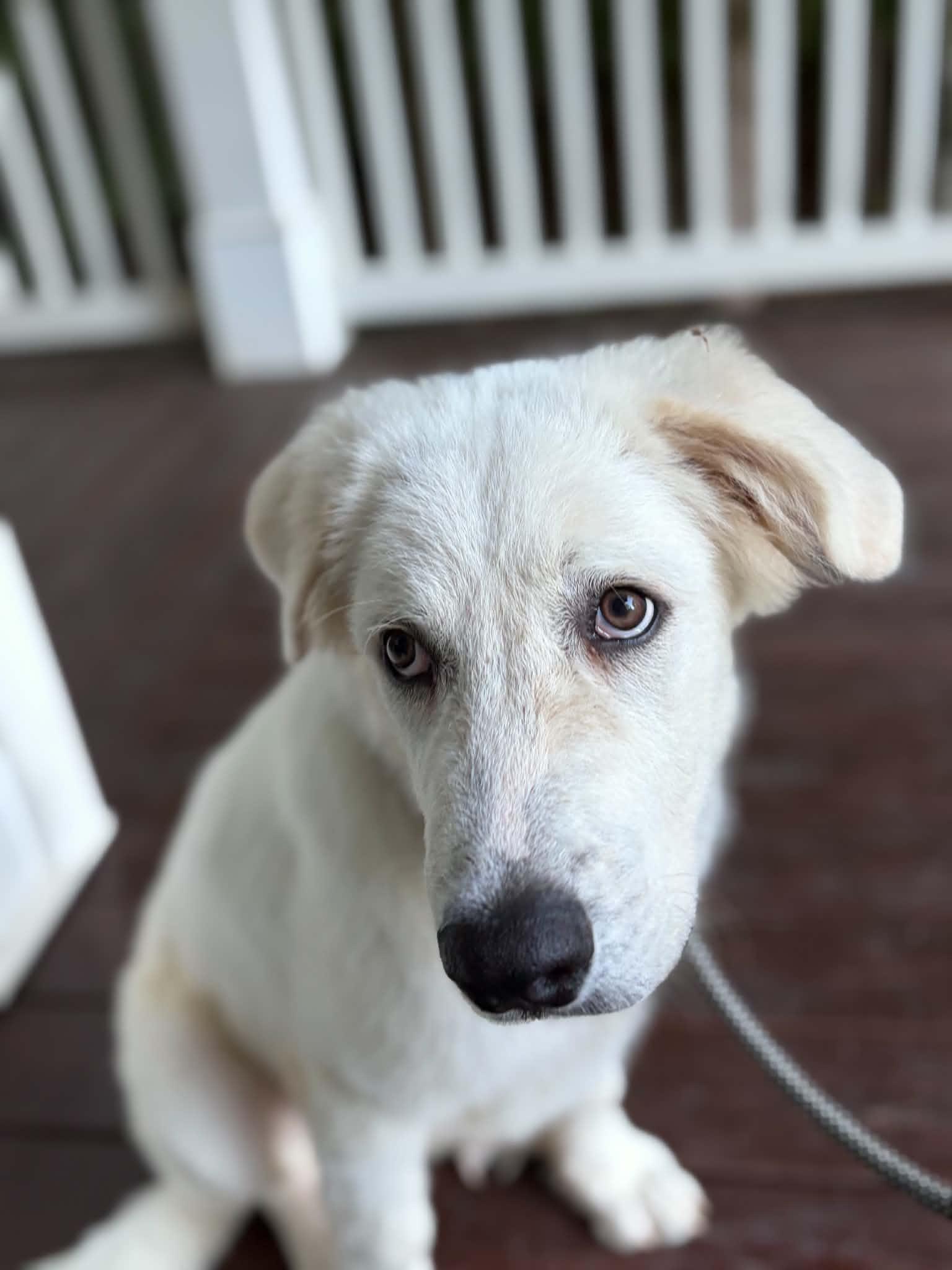 Enlarge Bondi, a Adoptable mixed breed in Cumming, GA image 3/6